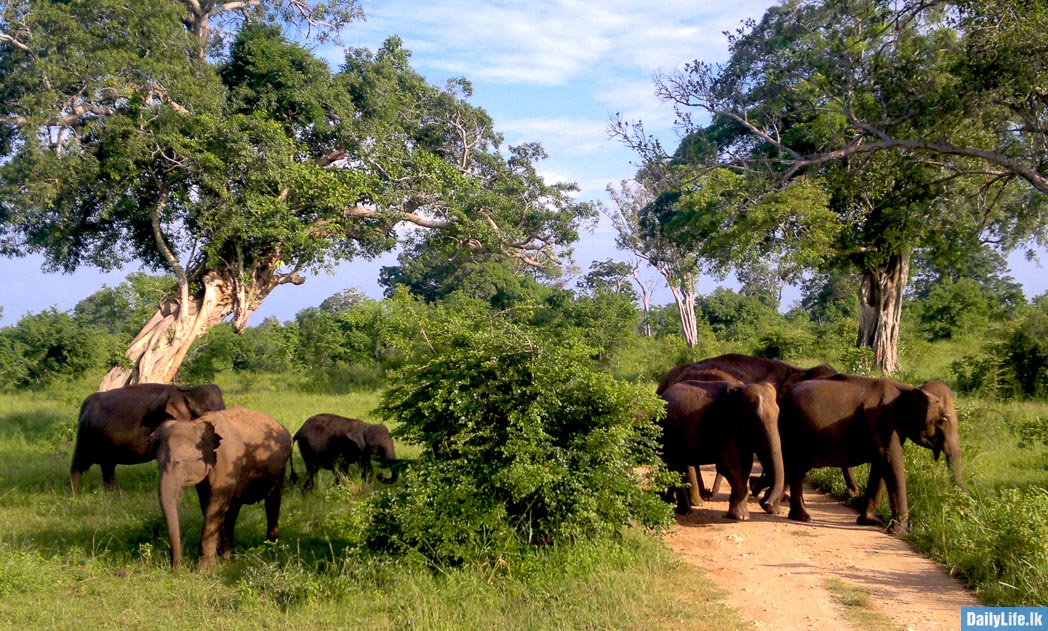 Elephants cross roads at Udawalawe