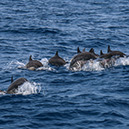 Whales & Dolphin Watching - Mirissa